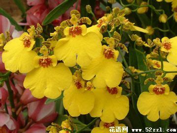 跳舞蘭 花語|文心蘭花語是什麼？文心蘭價格、種植要點&促進開花的照顧方法！